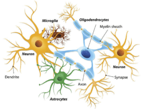 Représentation de la névroglie et de ses cellules gliales