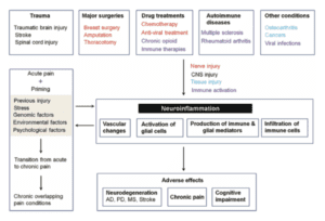 Association de la neuroinflammation avec différentes affections douloureuses